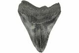 Fossil Megalodon Tooth - South Carolina #203114-2
